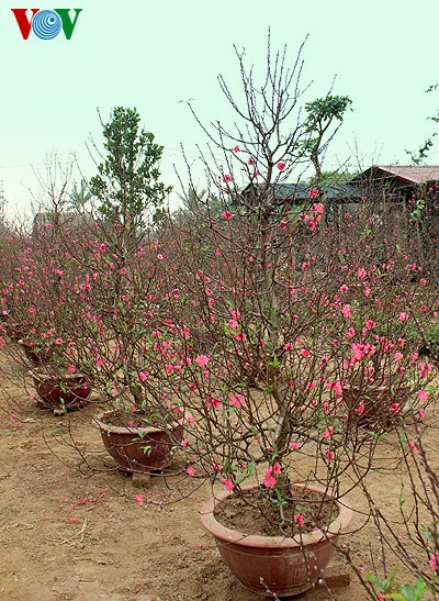 Peach blossoms in Hanoi  - ảnh 3